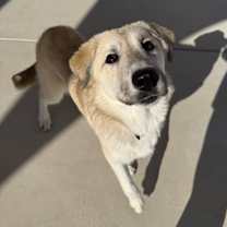 Thumbnail photo of Onion #3