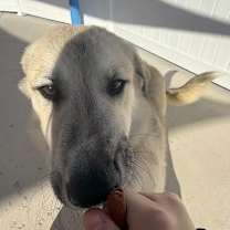 Thumbnail photo of Onion #4