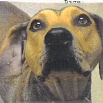 Thumbnail photo of Rogue #2