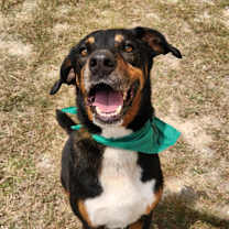 Thumbnail photo of Fury JuM aka Rocky #1