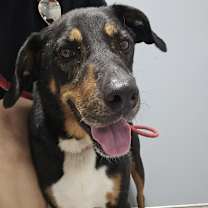 Thumbnail photo of Fury JuM aka Rocky #3