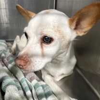 Thumbnail photo of Krypto #2