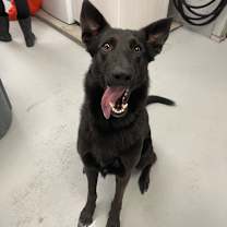 Thumbnail photo of Apache #2