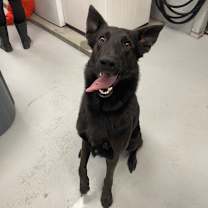 Thumbnail photo of Apache #3