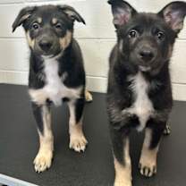 Thumbnail photo of Ember #3