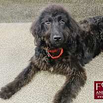 Thumbnail photo of Buttercup #3