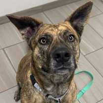 Thumbnail photo of Brutus - 2 #1