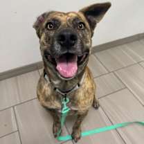 Thumbnail photo of Brutus - 2 #2