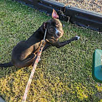 Thumbnail photo of Dutch #2