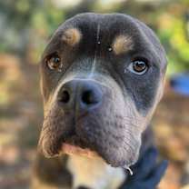 Thumbnail photo of Casper The Friendly Ghost #1