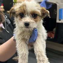 Thumbnail photo of TRICIA #2