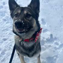 Thumbnail photo of Yeti #1