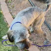 Thumbnail photo of Poncherello (Ponch) #2