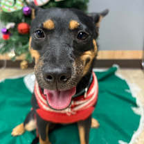 Thumbnail photo of Madison #1