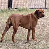 Thumbnail photo of Cujo #3