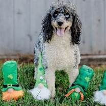 Thumbnail photo of Simba - Dec 24 #2