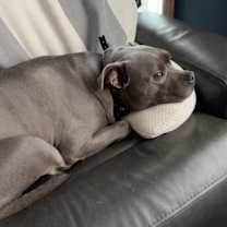 Thumbnail photo of Bear #2