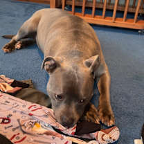 Thumbnail photo of Bear #3