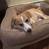 Thumbnail photo of Pogo #1