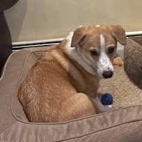 Thumbnail photo of Pogo #2