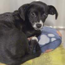 Thumbnail photo of Missy and Mimi sister Papillon-Dachshunds #1