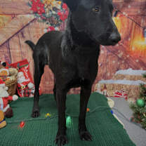 Thumbnail photo of Hermes #4