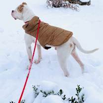 Thumbnail photo of Big Mac #3