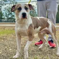 Thumbnail photo of Trooper #4