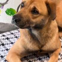 Thumbnail photo of Ivy 25 #1