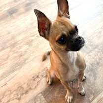 Thumbnail photo of Kai #4