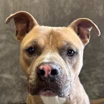 Thumbnail photo of Bart #1