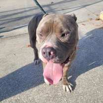 Thumbnail photo of Zeppelin #1