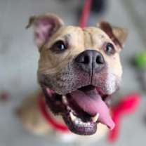 Thumbnail photo of Hazel #1