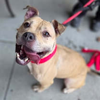 Thumbnail photo of Hazel #2