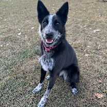 Thumbnail photo of Abby #1