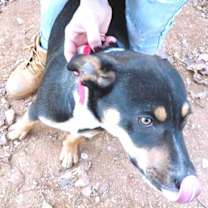 Thumbnail photo of Batman #1