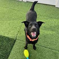 Thumbnail photo of Raven #1