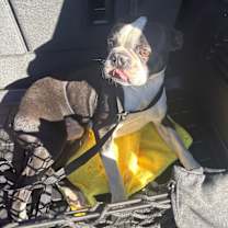 Thumbnail photo of Ricco #4