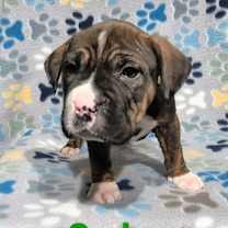 Thumbnail photo of Goober #2