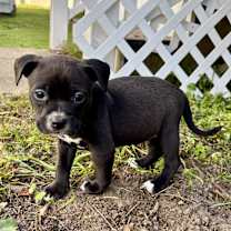 Thumbnail photo of Bailey  #4