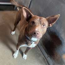 Thumbnail photo of Knight  #1