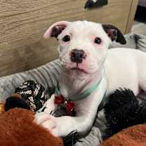 Thumbnail photo of Merry  #1