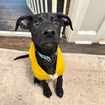 Thumbnail photo of Bizkit #1