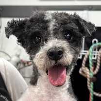 Thumbnail photo of Tinker #1