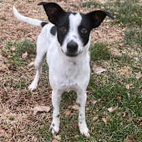 Thumbnail photo of Emmett (12) #1