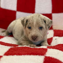 Thumbnail photo of Boo #4