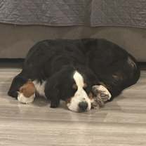 Thumbnail photo of Maple #2