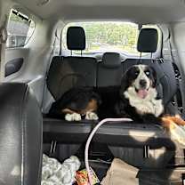 Thumbnail photo of Maple #3