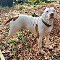 Thumbnail photo of Doc Holiday #1