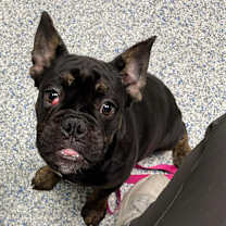 Thumbnail photo of PERDUE #1